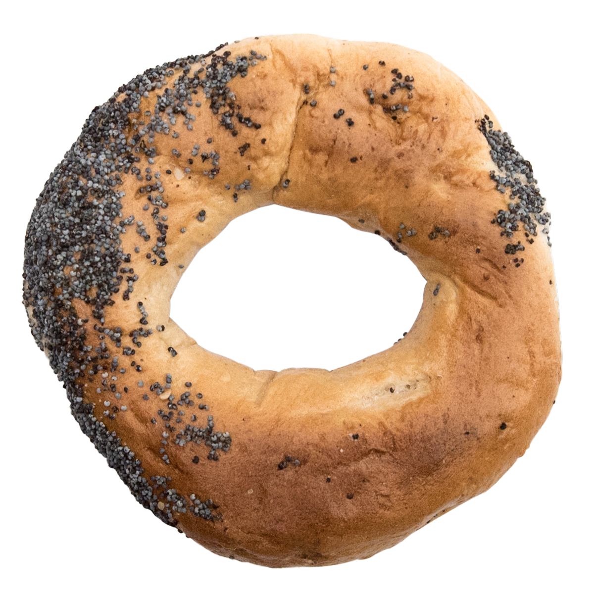 Freshly baked poppy seed bagel from St-Viateur bagel shop in Montreal.